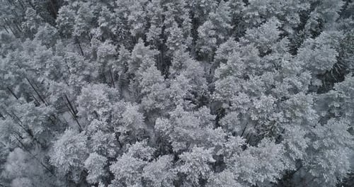 paisaje de invierno con bosque