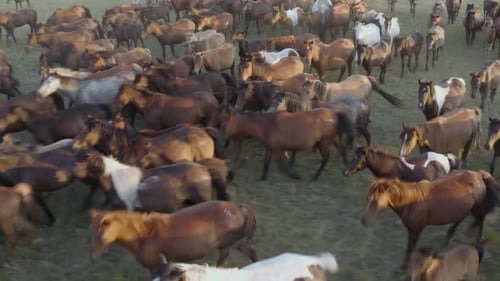 Majestic Herd of Horses Moving Across Grassy Plain