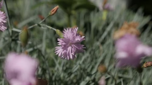 Fragrant carnation flower in the garden slow-mo 1080p FullHD footage - Slow motion Dianthus caryop
