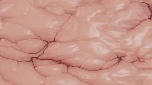 Imitiere die Texturschleife innerer Organe