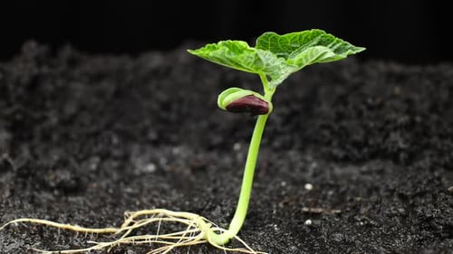Plant Growing in Timelapse, Sprouts Germination Spring and Summer Agriculture