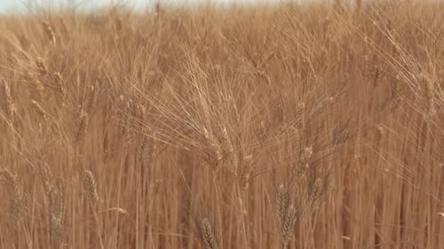 Golden Wheat Field Swaying in the Breeze