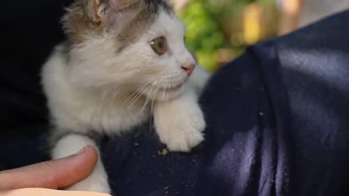 Adorable Kitten Resting on Person's Lap Outdoors