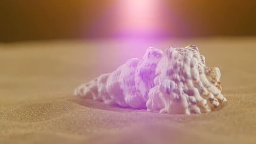 Ungewöhnliche Ozeanmuschel, weiß, auf Sand, Hintergrundbeleuchtung, Nahaufnahme, Rotation