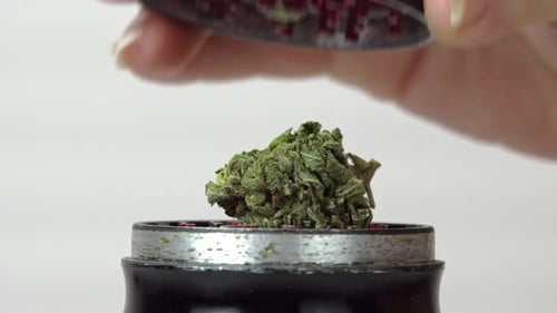 Close-up of medical marijuana buds on white background