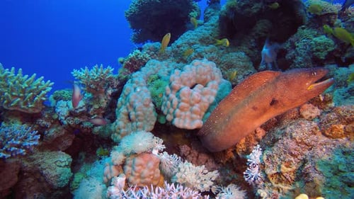 Morena amarilla submarina