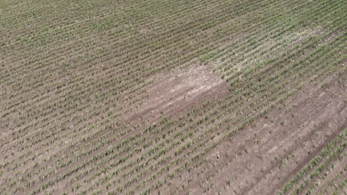 Agricultural field. Farming concept. Green corn field.