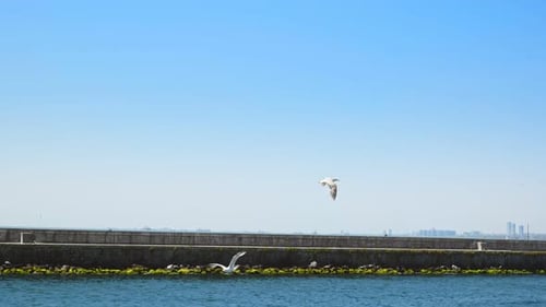 Seagulls Flying Over Calm Blue Ocean Water