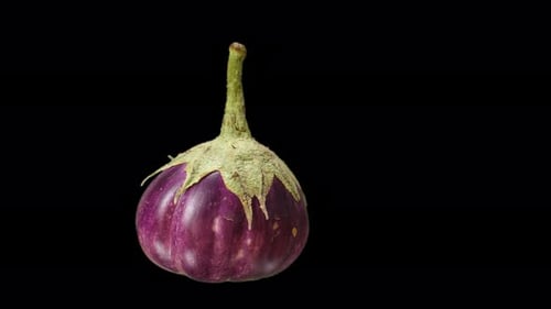 Realistic Eggplant Rotating With Alpha Channel