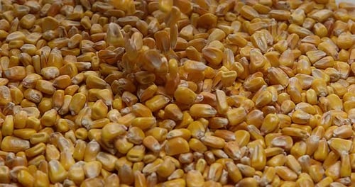 Corn, zea mays falling, Slow motion 4K