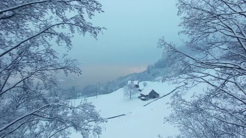 Winter Wonderland: Aerial View of Snow-Covered Forest
