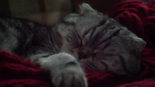 Cute Tabby Cat Sleeping Peacefully on Red Blanket