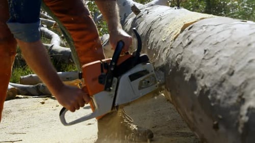 Lumberjack cutting tree with chainsaw 4k