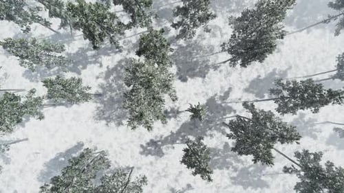 Blick von oben nach unten auf den Wald im Winter