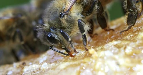 European Honey Bee, apis mellifera, Bee licking Honey, Normandy, Real Time 4K