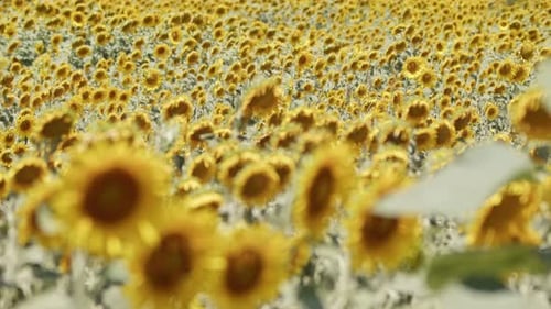 Beautiful Natural Plant Sunflower In Sunflower Field In Sunny Day 01