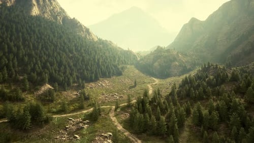 Aerial Top View of Summer Green Trees in Forest in Swiss Alps