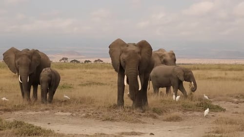 Elephants Roaming Freely in African Savanna