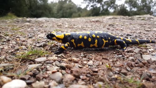 Fire Salamander Walking on Gravel Path