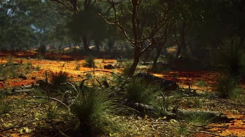 Sunlight Through Australian Bushland 3D Animation