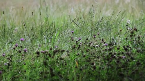 Green grass blades and flowers