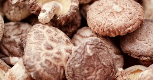 Pile of Fresh Shiitake Mushrooms Close Up