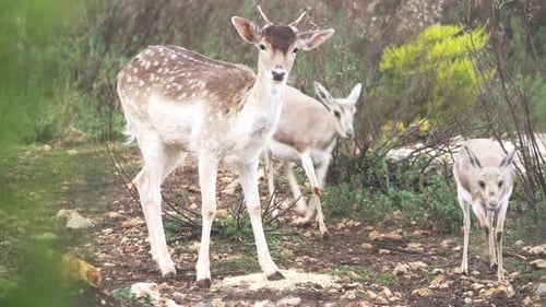 Spotted Deer Grazing Peacefully in the Wild