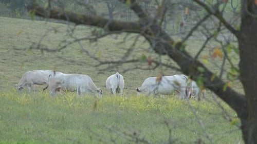 Cows Grazing in Farm
