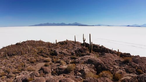 Gran cactus en el salar de la isla Incahuasi, Salar De Uyuni, Altiplano, Bolivia