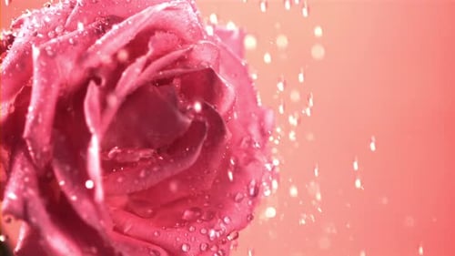 Super Slow Motion Droplets of Water Fall on a Freshly Cut Rose Flower