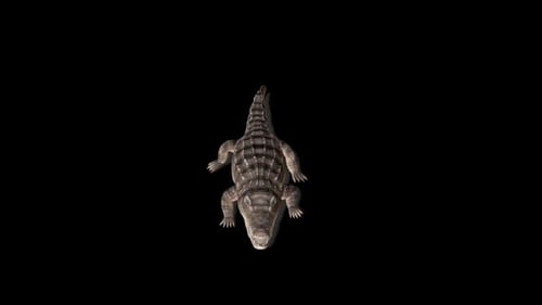 Crocodile Walk