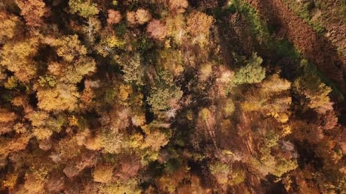 Golden Autumn Drone View of Forest Landscape with Yellow Trees From Above
