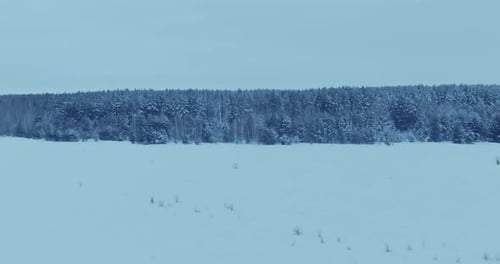 Drone Flies Along the Winter Forest the Trees are Covered with Snow