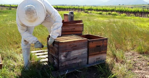 Beekeeper Inspecting Beehives in a Rural Vineyard