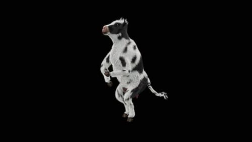 Funny Animated Black and White Calf Performing Dance