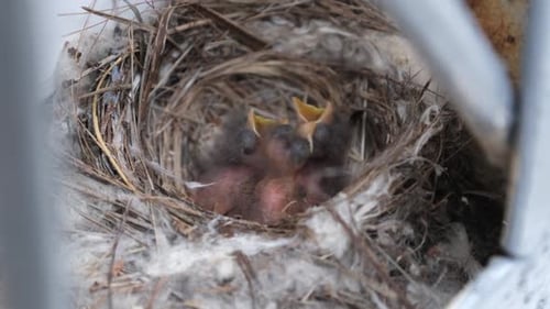 Baby Birds Nesting in Natural Environment