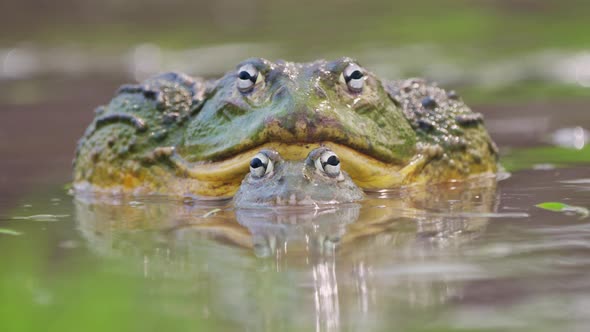 Front View Of African Bullfrogs Mating In The Shallow Water Of River ...