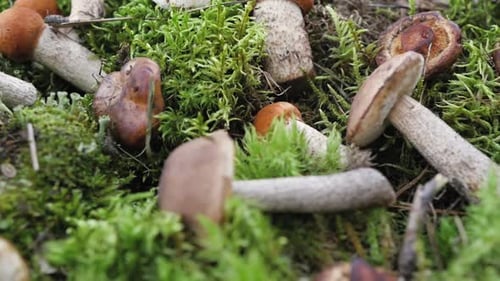 Fresh Porcini Mushroom in Green Moss. Autumn Harvest Concept. Boletus Edulis, Cep Mushrooms. Copy