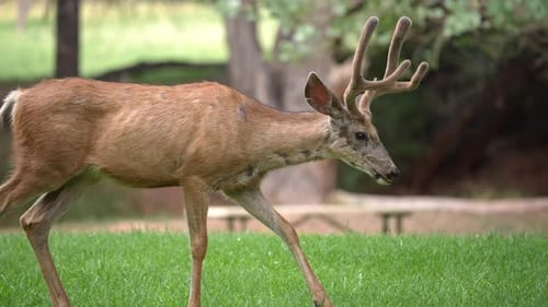 Mule deer buck walking through park as it grazes on the grass