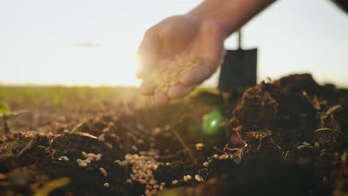 Hand Planting Seeds in Soil at Sunrise