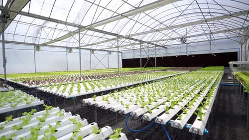 4K Dolly shot of Organic vegetables hydroponic farm.