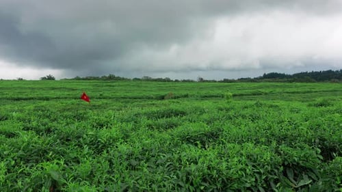 Aerial View of Fresh Green Tea Terrace Farm on the Hill Mauritius