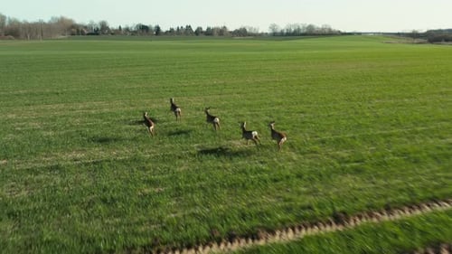 Aerial View of Herd of Deer Running on the Green Field