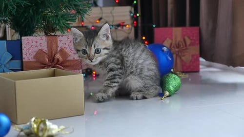 Cute Kitten Playing with Christmas Ornaments