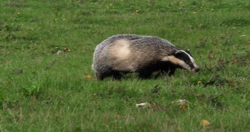 Blaireau d'Europe, meles meles, Adulte marchant sur l'herbe, Normandie en France, Slow motion 4K