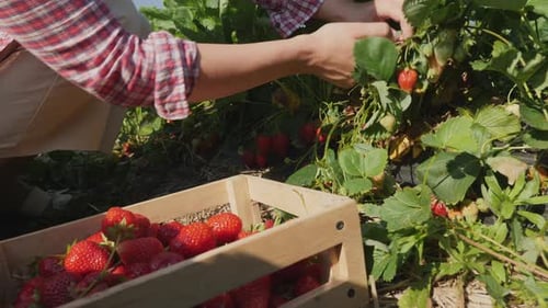 A Woman Harvests Strawberries on the Field Closeup