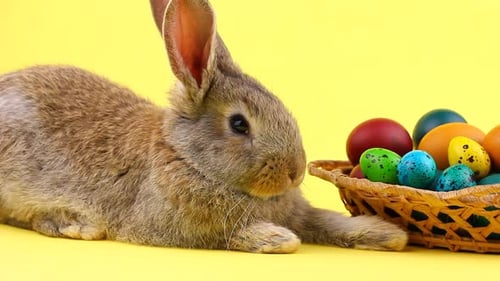 Adorable Rabbit with Easter Eggs Basket on Yellow
