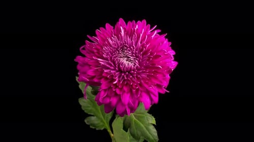 Blooming Purple Chrysanthemum Flower Against Black Backdrop