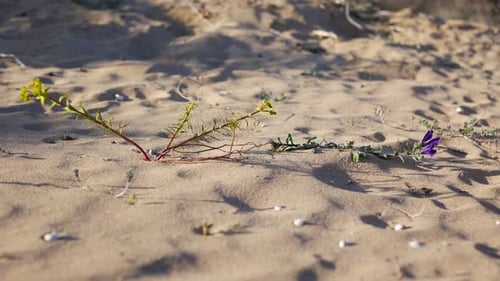 Une fleur printanière qui pousse dans le sable, à la plage ou dans le désert, luttant pour survivre dans des conditions difficiles