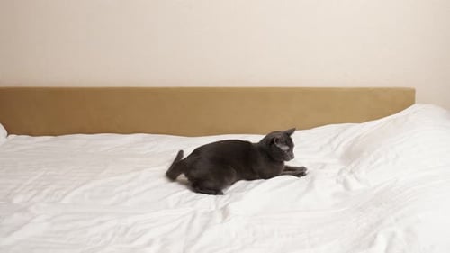 Gray Cat Playing with Laser Pointer on Bed